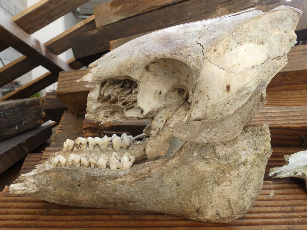 Qualche cranio ritrovato nei boschi del Ticino